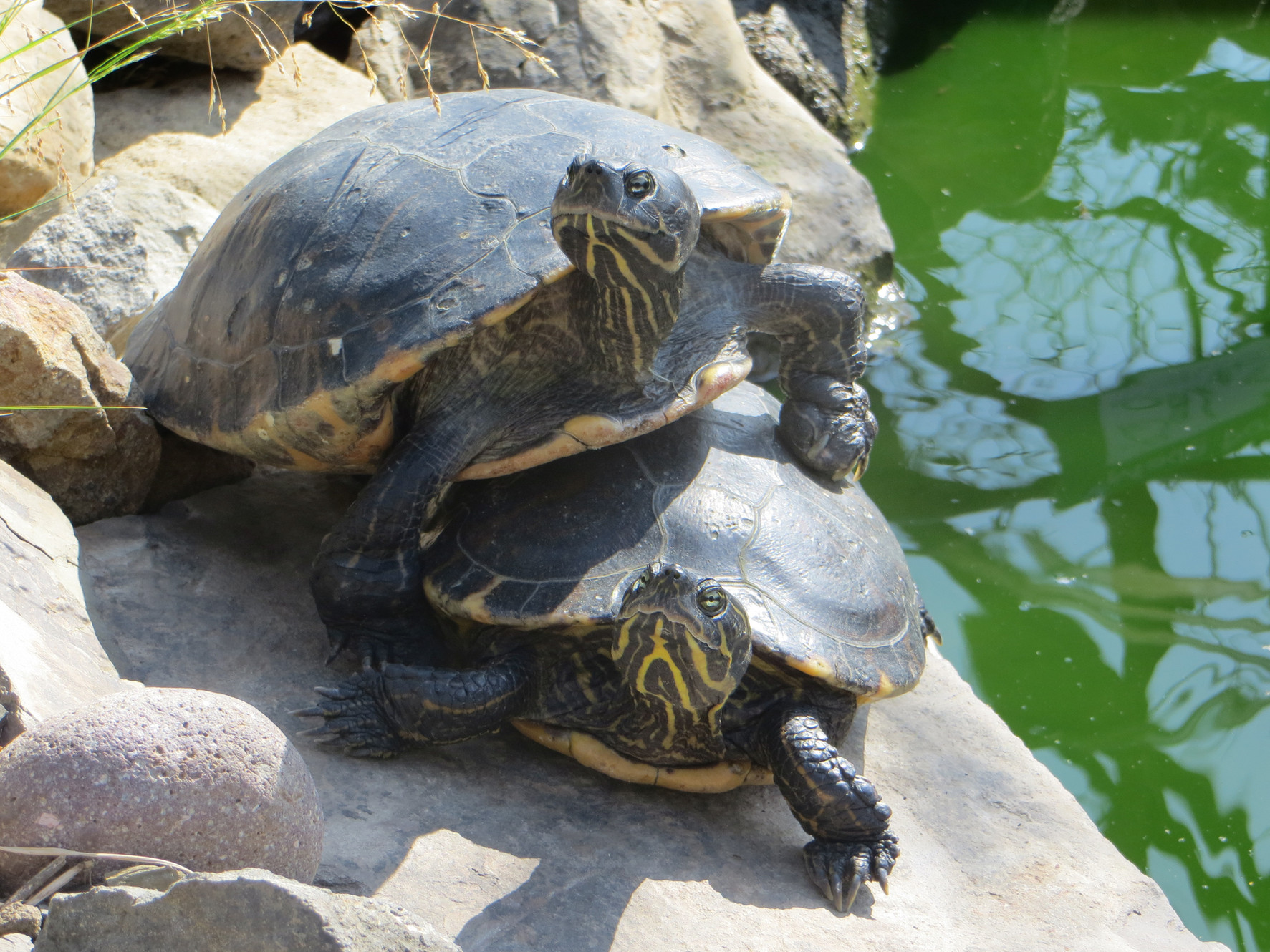 10 Common Turtle Myths