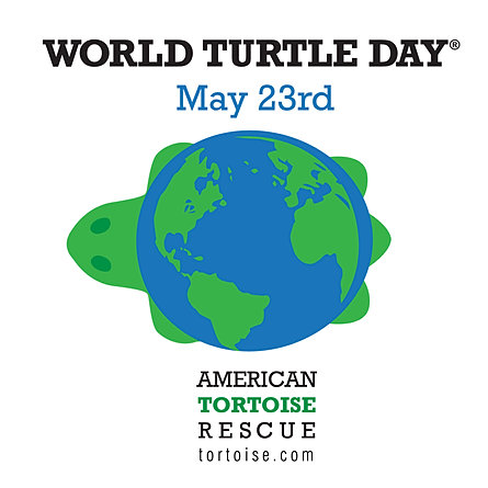 Image result for World Turtle Day