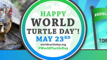 American Tortoise Rescue “Shellebrates” World Turtle Day® on May 23, 2024 - Let's Party! 🥳