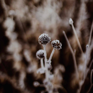 fall flowers kissed with frost