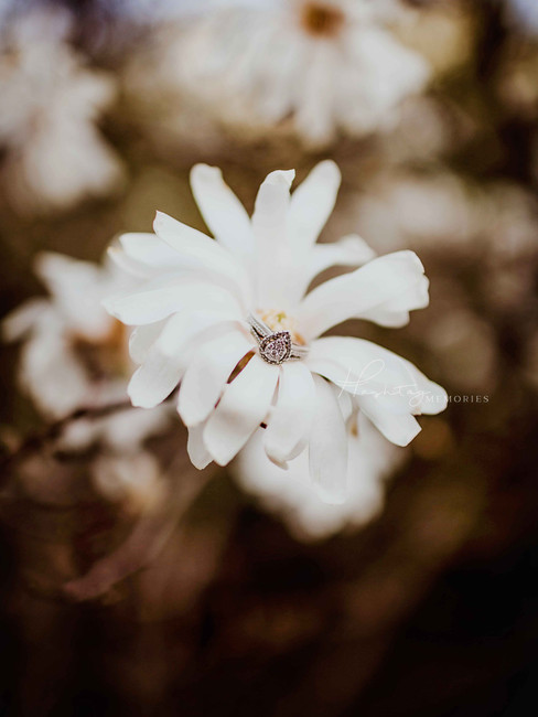indiana bride to be's pear cut diamond engagement ring showcased on the center of a star magnolia flower, white, during their engagement photo. Image zoomed in on ring.