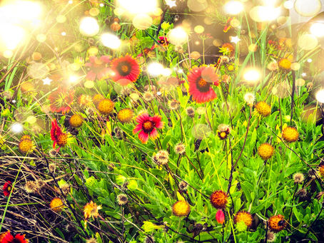 happy flowers