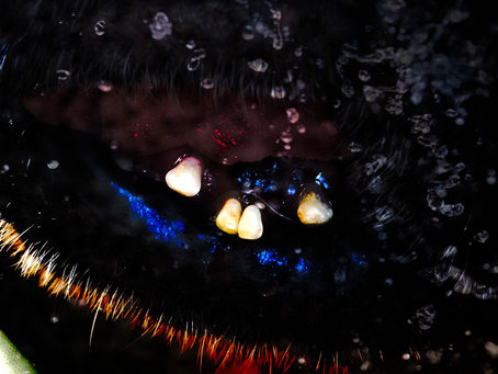 biggy teeth cosmos