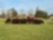 11 acres heifers.jpg
