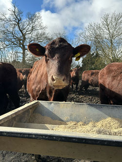 WhatsApp Image 2025-02-28 at 16.17.17_c8e6754d