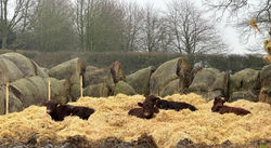 WhatsApp Image 2025-02-27 at 22.51_edited