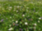 Floral-lawn-turf.jpg
