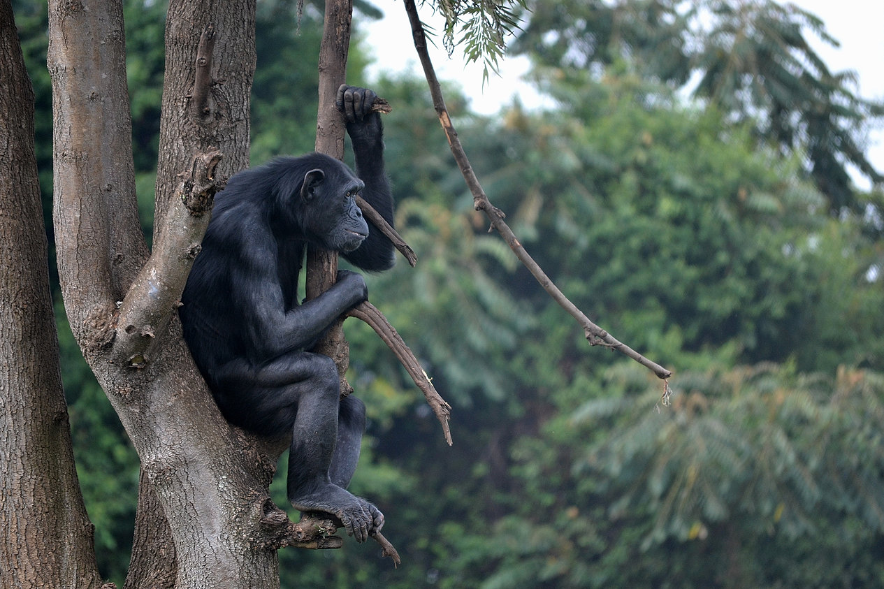 Résultat de recherche d'images pour "centre de réhabilitation des primates de lwiro (crpl facebook)"