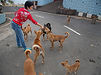 india-stray-dogs-1.jpg