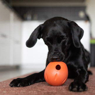 En hund som tygger på aktivitetsleke.