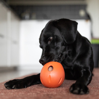 En hund som tygger på aktivitetsleke.