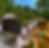 unizon_amazônia_mel.png