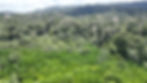 DJI_0910.JPG