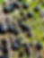 unizon_amazônia_açaí.png