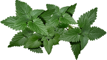 leaves-3519785_1920_edited.png