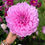 Thumbnail: LAVENDER PERFECTION