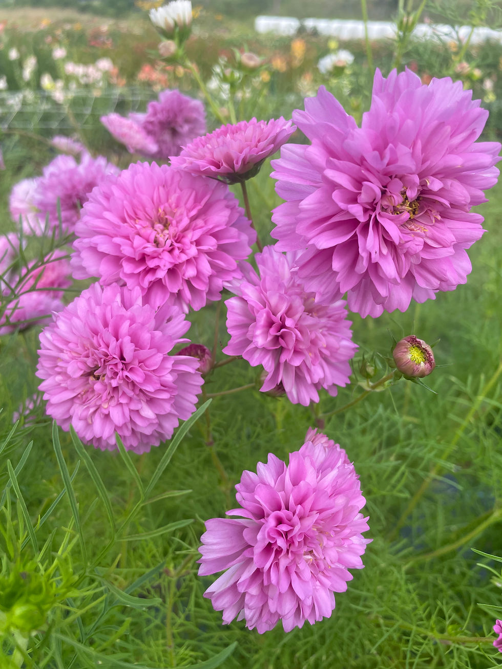 Thumbnail: COSMOS SEEDS MIX - 25 +