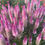 Thumbnail: CELOSIA FLAMINGO -100+