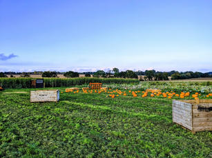 Blue Sky At The Farm