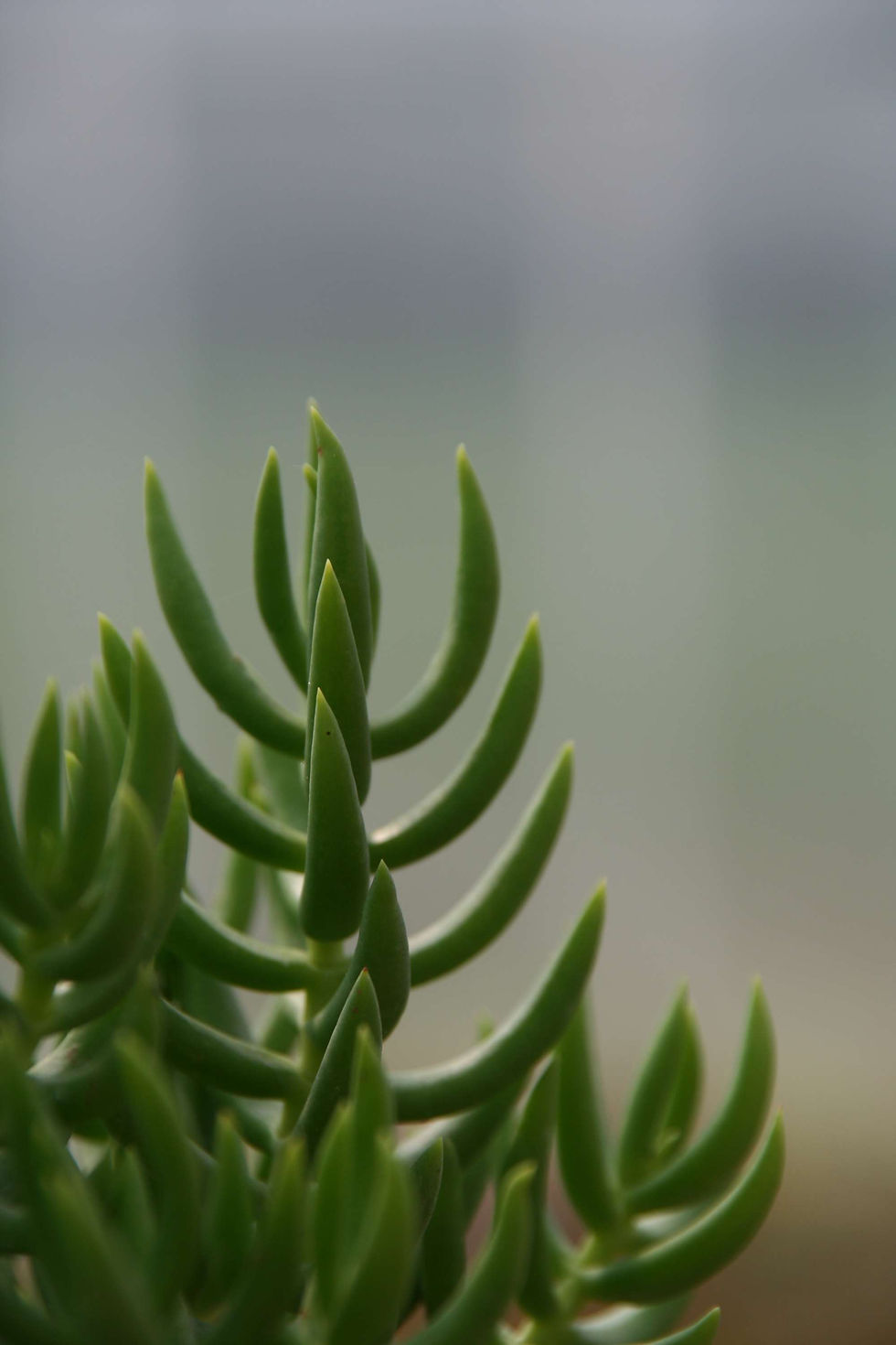 Miniaturbild: Crassula standort