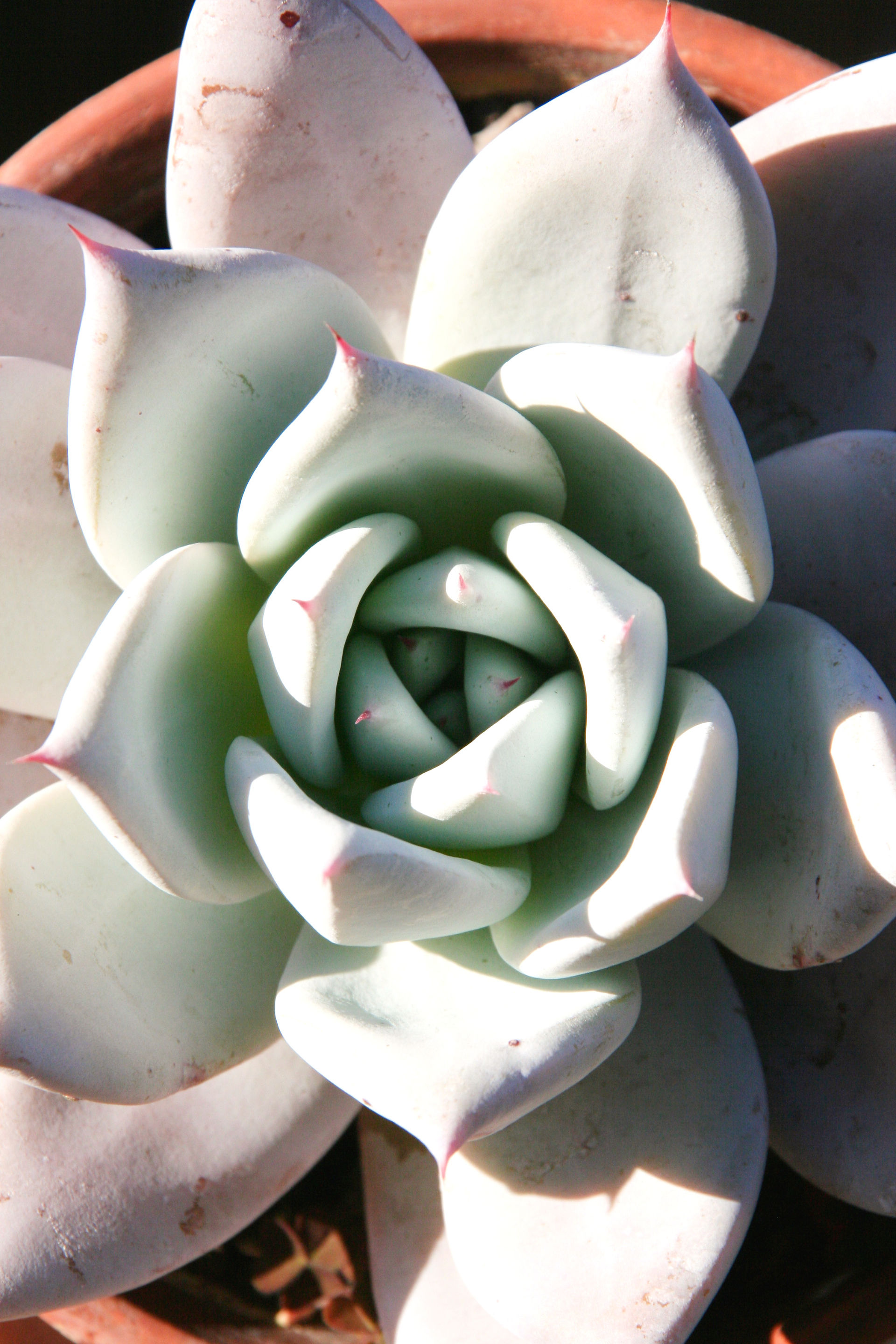Echeveria pflege