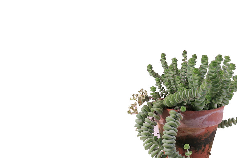 Crassula 