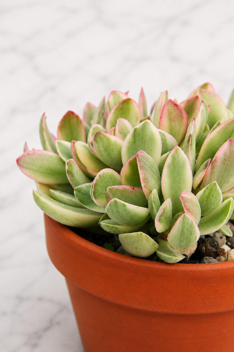 Crassula swaziensis ‘Variegata’ aus eigener Gärtnerei mit sichtbarer Farbvariation je nach Sonneneinstrahlung