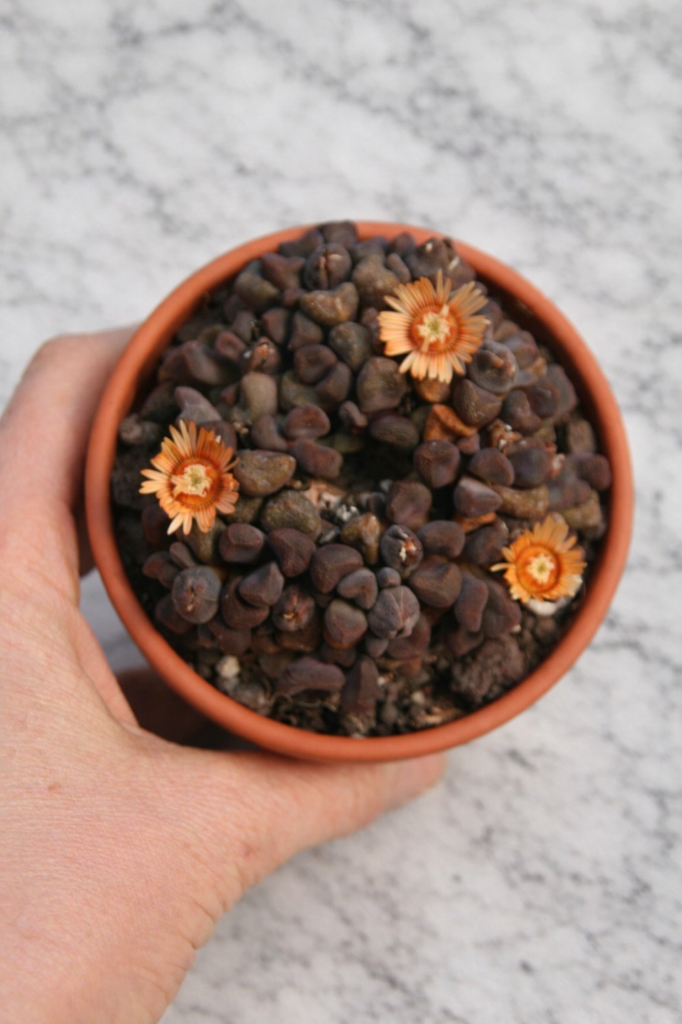 Seltene Sukkulente Aloinopsis schooneesii – ca. 5 Jahre alte Pflanze für Sammler