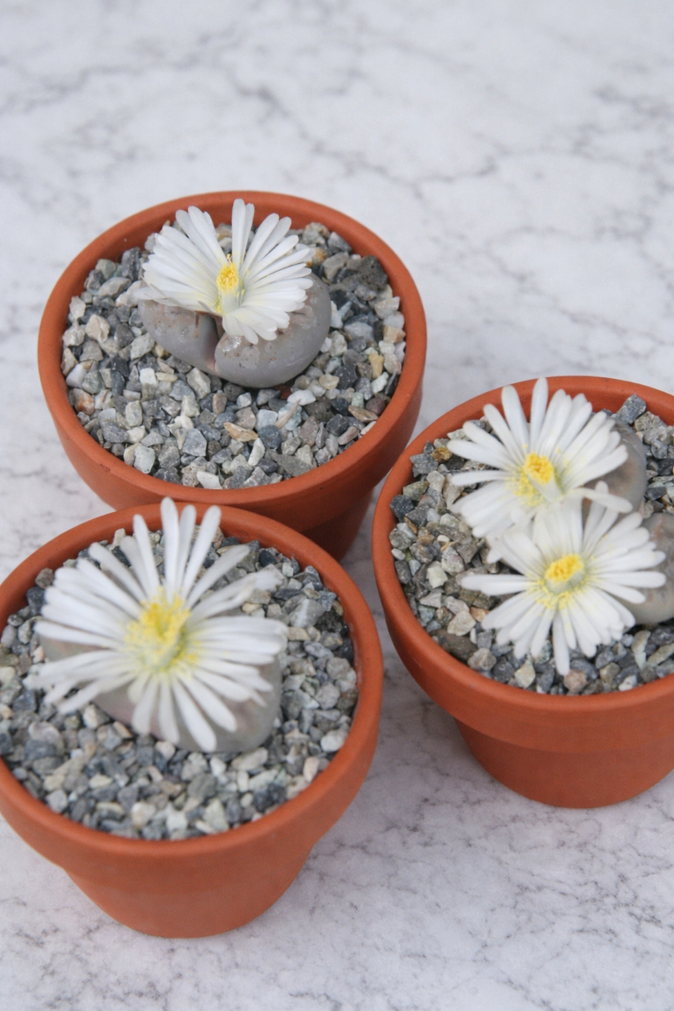 Miniaturbild: lithops aus schweizer gärtnerei