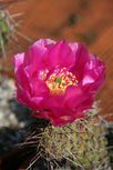 „Winterharter Kaktus mit pinker Blüte für Steingarten – robust und pflegeleicht“