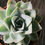 Miniaturbild: Echeveria gibbiflora var. metallica