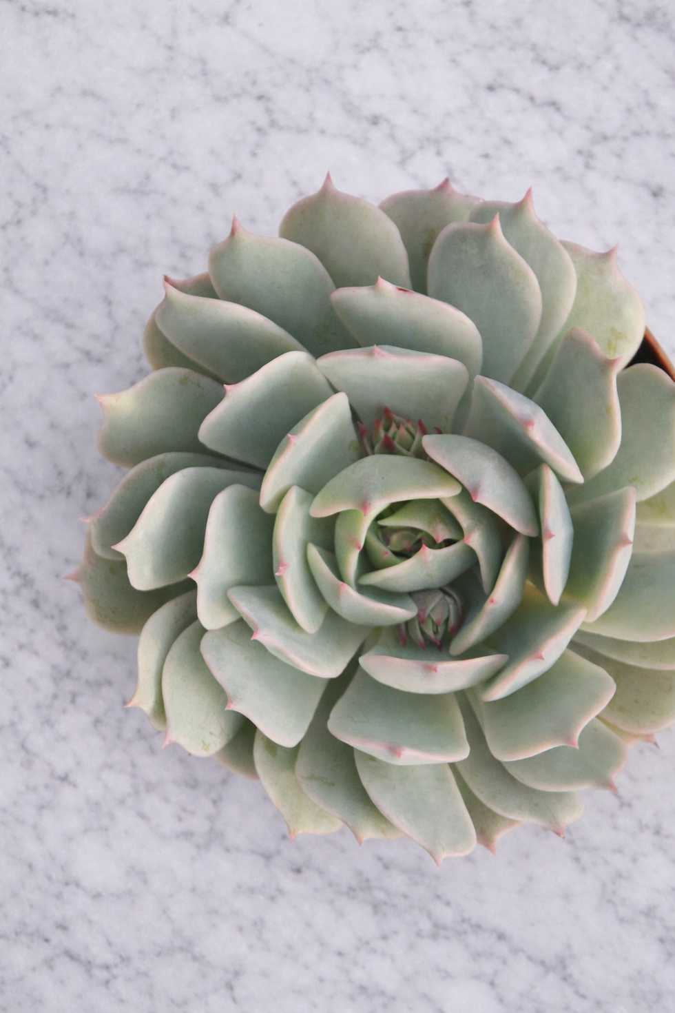 Detailaufnahme der Echeveria Lola mit graubläulichen Blättern in rosettenförmigem Wuchs