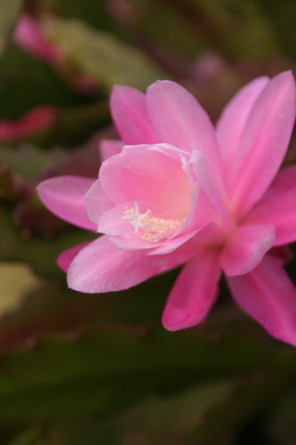 Epyphyllum 'Deutsche Kaiserin', Blattkaktus | Kaktusgrtnerei