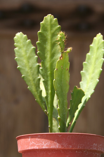 Epyphyllum 'Deutsche Kaiserin', Blattkaktus | Kaktusgrtnerei