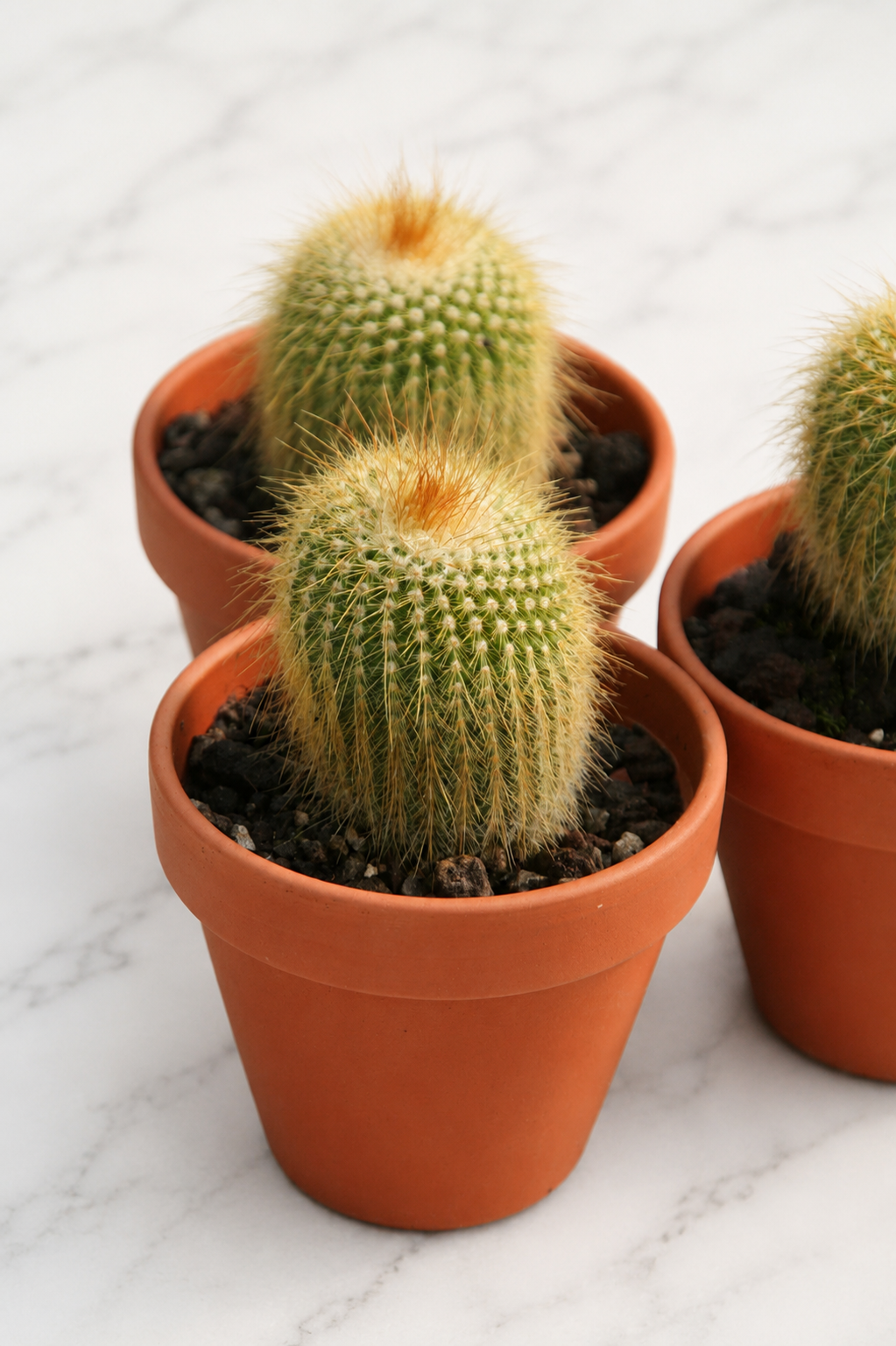 Parodia leninghausii im 10 cm Tontopf im Kakteensubstrat