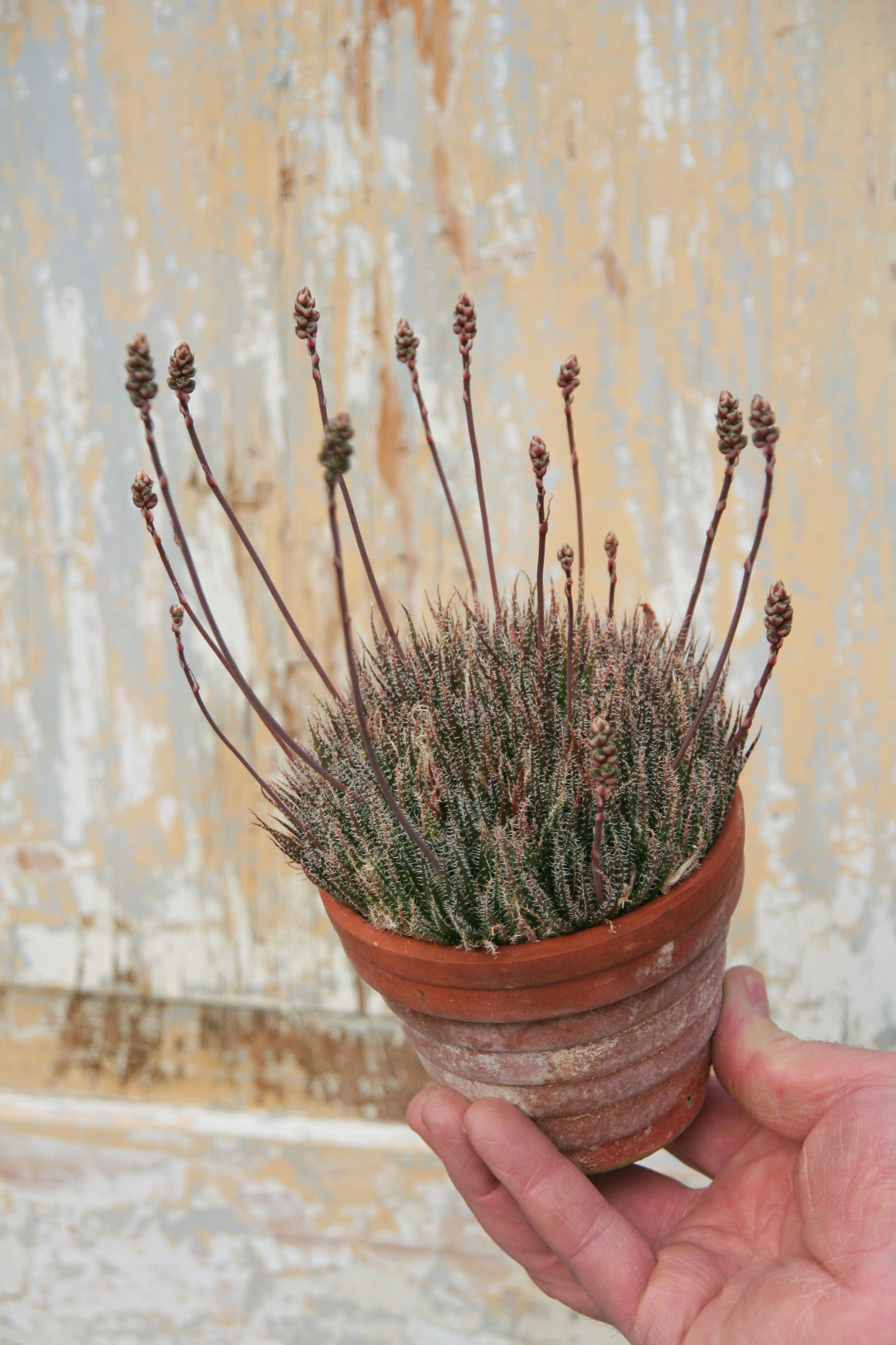 Aloe haworthioides im Tontopf