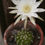 Miniaturbild: Echinopsis subdenudata Detailansicht – filzige Areolen und duftende Blüte im Juni