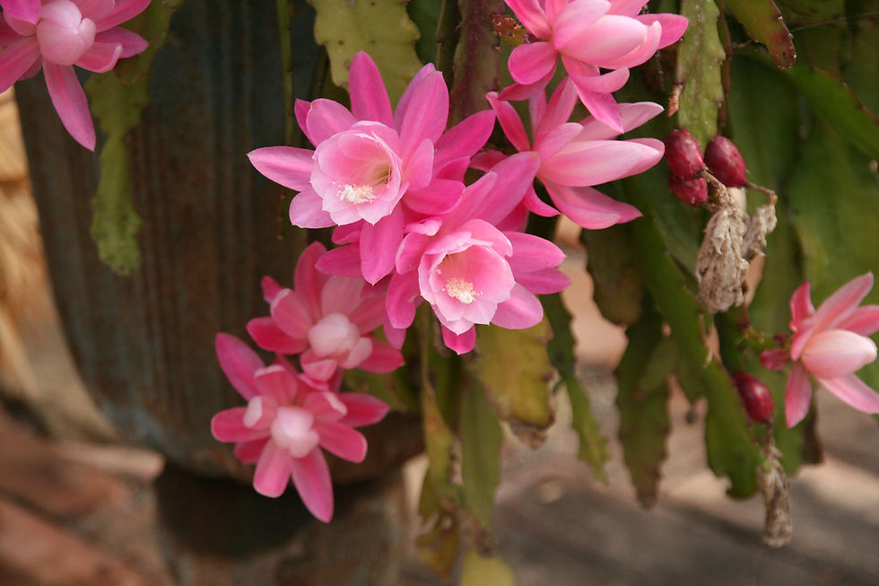 Epiphyllum-Blüten