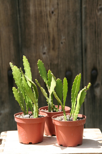 Epyphyllum 'Deutsche Kaiserin', Blattkaktus | Kaktusgrtnerei