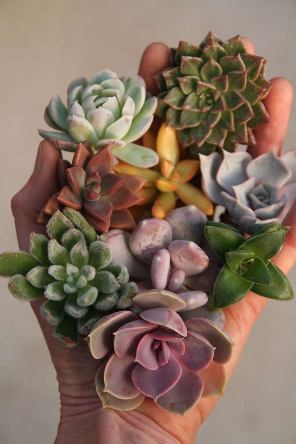 9 Sukkulenten Stecklinge im Set – farbig gemischt, ideal für Anfänger, Versand Schweiz und EU