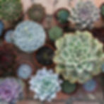 Echeveria elegans kombiniert mit anderen Sukkulenten – pflegeleichte Deko- und Geschenkidee.