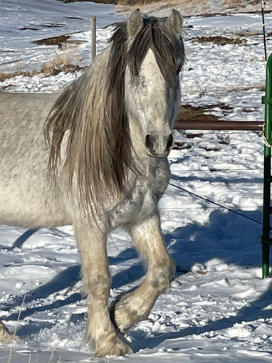 2023 March Garrighyll Dapper Dan.jpeg