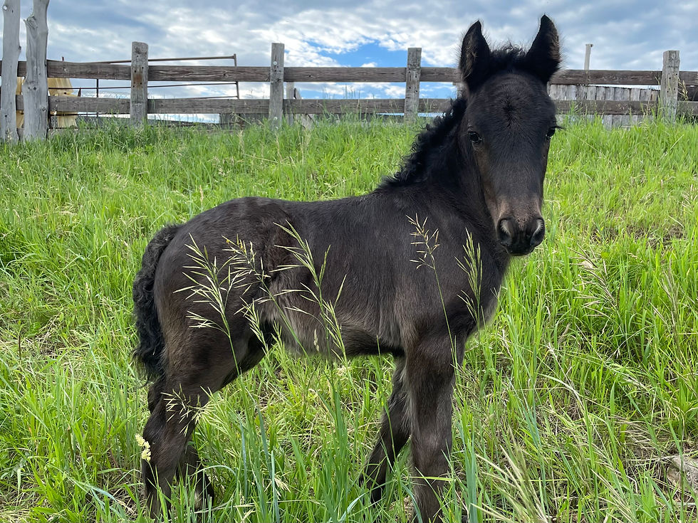 2023 June DF….Ali colt