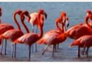 A flock of pink flamingos stands in shallow blue water, some preening and wading together.