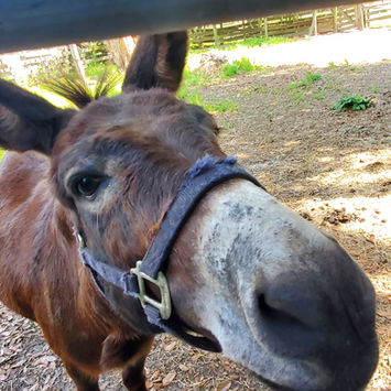 Burrito - A donkey who lives at Sweet Water Rehab and Rescue, a farm sanctuary resident at Sweet Water Rehab and Rescue, a farm sanctuary in Williston, Florida that rescues and rehabilitates a variety of animals, including cats, dogs, horses, miniature horses, rabbits, pigs and donkeys.