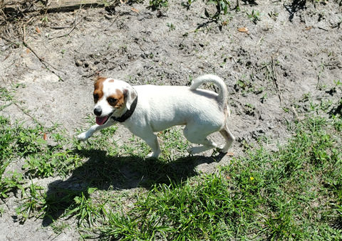 A dog at Sweet Water Rehab and Rescue, a farm sanctuary in Williston, Florida that rescues and rehabilitates a variety of animals, including cats, dogs, horses, miniature horses, rabbits, pigs and donkeys.