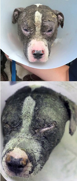 Dog burned with acid saved by Sweet Water Rescue and Rehab, a nonprofit 501(c)(3) farm sanctuary in Williston, Florida that rescues and rehabilitates a variety of animals, including cats, dogs, horses, miniature horses, rabbits, pigs and donkeys. We have successfully rehabilitated animals with serious injuries and medical conditions, that were adopted by loving families and have gone on to flourish in their new homes. We provide a sanctuary setting for animals with ongoing medical issues or that cannot be rehomed so they can live out the rest of their lives in an atmosphere of comfort and care.
