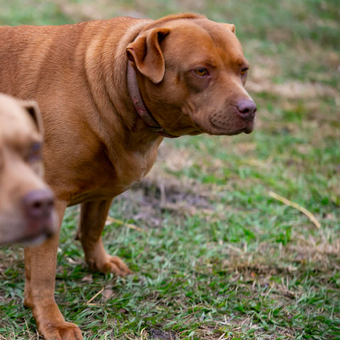 Dogs at Sweet Water Rehab and Rescue, a farm sanctuary in Williston, Florida that rescues and rehabilitates a variety of animals, including cats, dogs, horses, miniature horses, rabbits, pigs and donkeys.