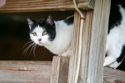 Cat at Sweet Water Rehab and Rescue, a farm sanctuary in Williston, Florida that rescues and rehabilitates a variety of animals, including cats, dogs, horses, miniature horses, rabbits, pigs and donkeys.