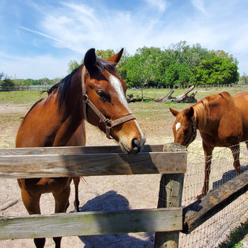 Horses who live at Sweet Water Rehab and Rescue, a farm sanctuary in Williston, Florida.